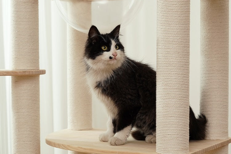 Why Does Your Cat Need A Cat Tree? – Felivecal