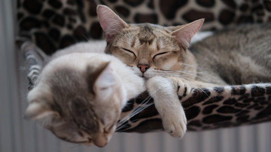 5 Best Cat Trees of 2023(so far)