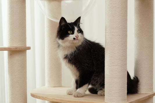 Why Does Your Cat Need a Cat Tree?