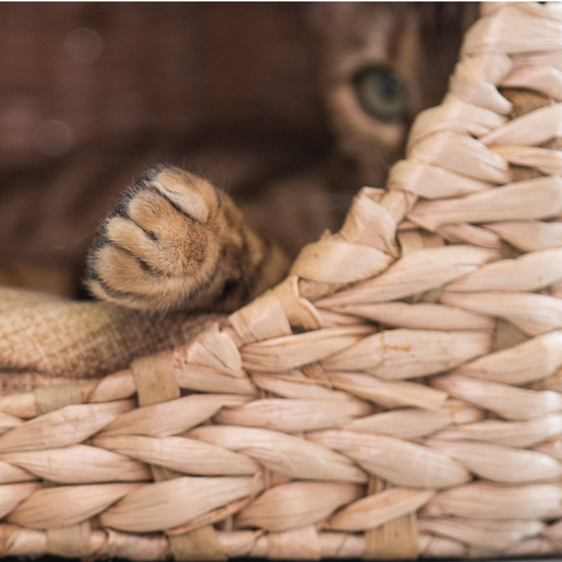 Summer cool cat bed Natural cattail cat tree